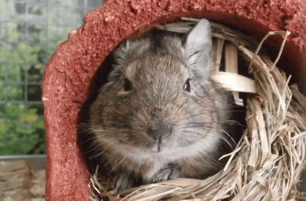 Behavioral problems and stereotypies in the degus