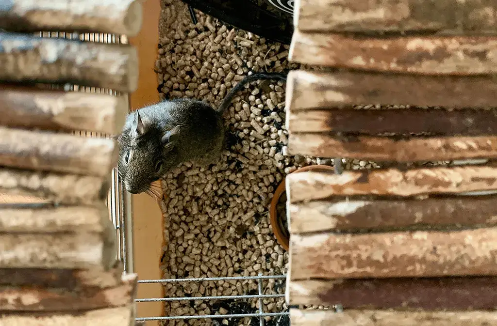 Building a large degu enclosure