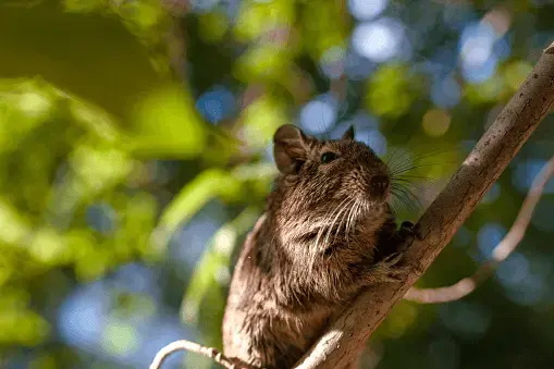 Degu Facts