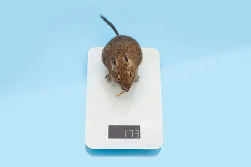 degu losing weight