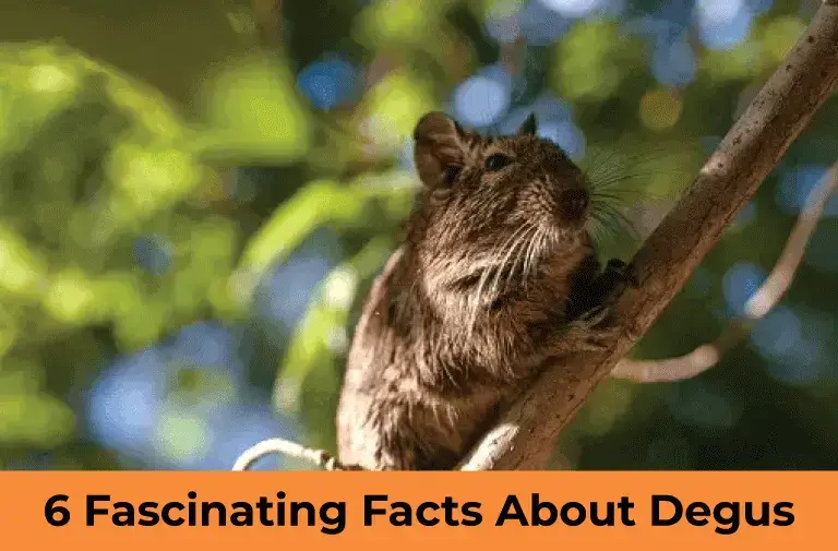 6 Fascinating Facts About Degus