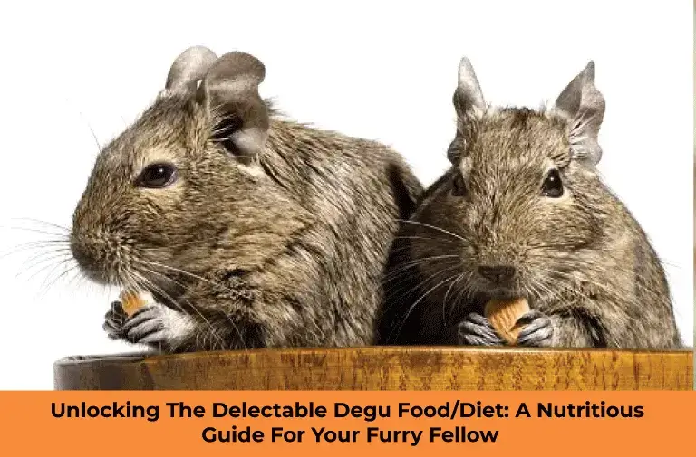 Unlocking The Delectable Degu Food/Diet: A Nutritious Guide For Your Furry Fellow