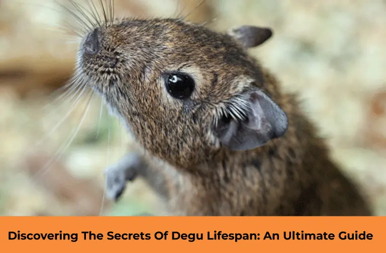 Degu Lifespan