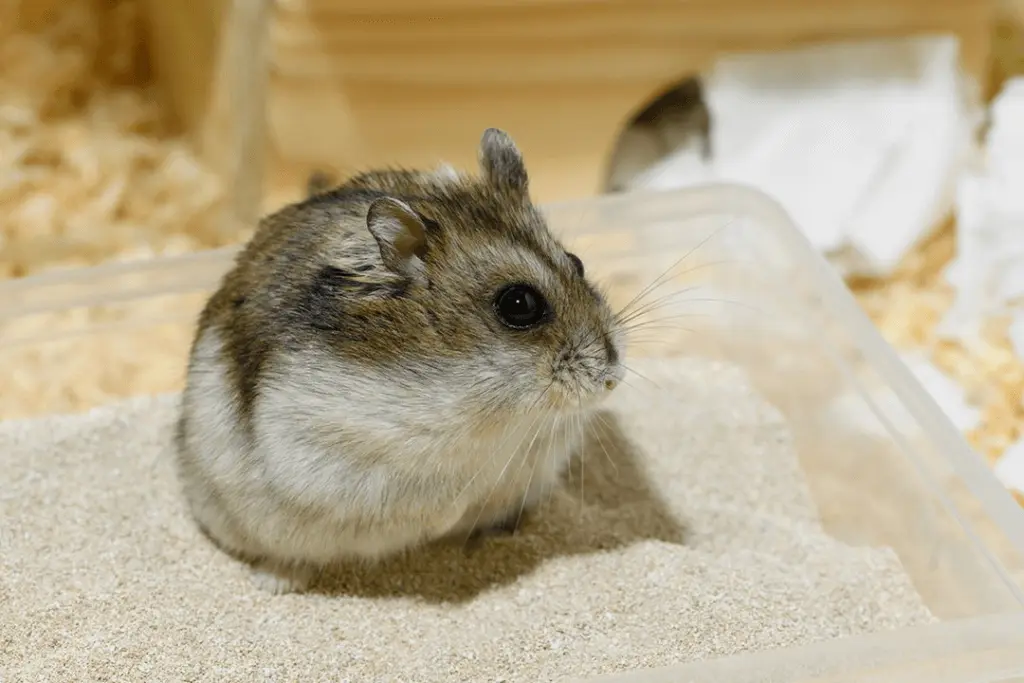 Degus loves Sand Baths