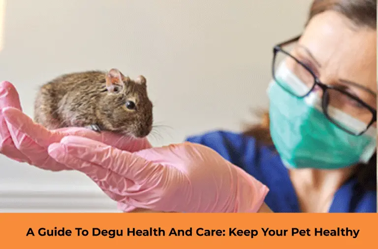 Degu Health And Care