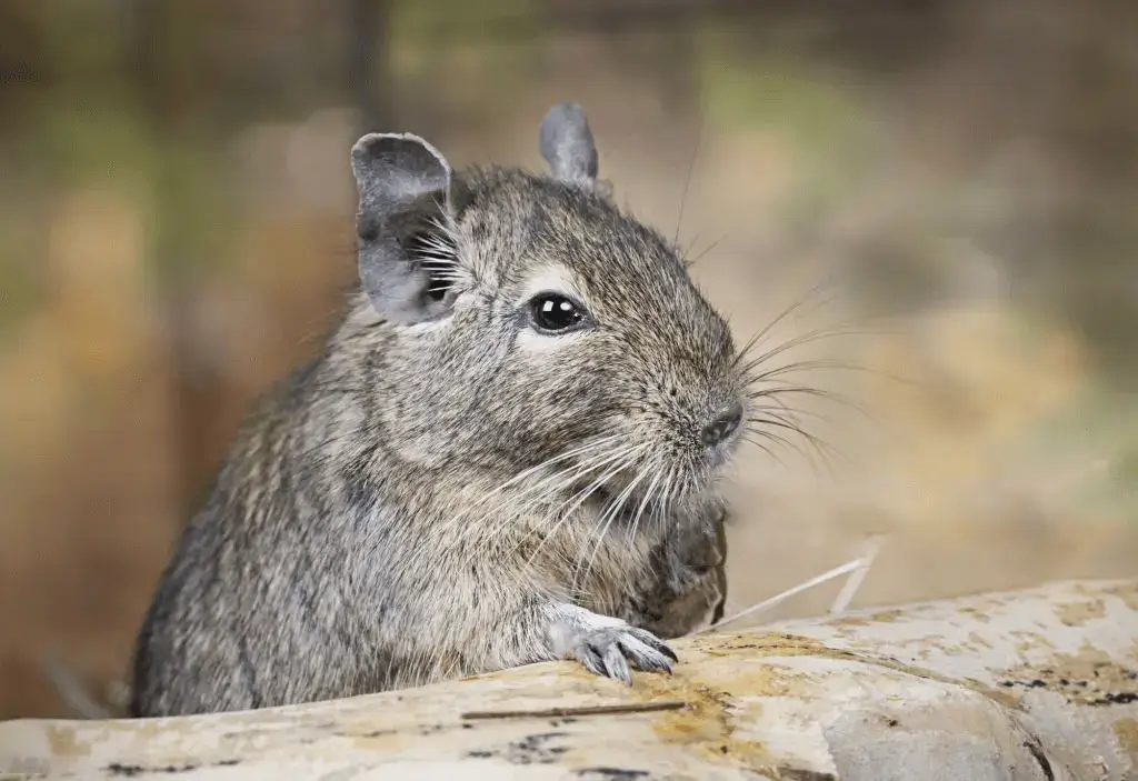 Are degus friendly