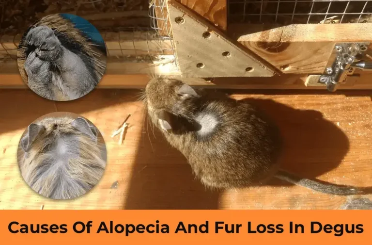 Causes Of Alopecia And Fur Loss In Degus