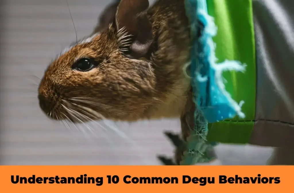 Common Degu Behaviors