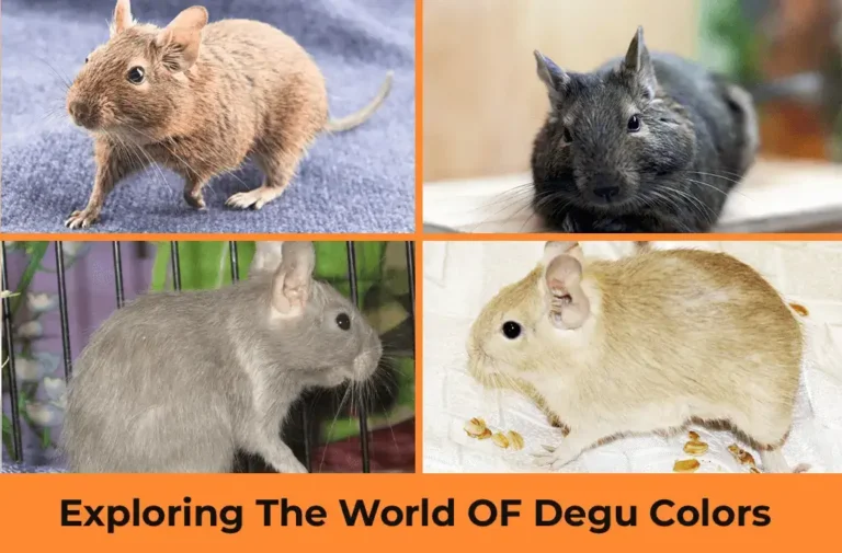 Exploring The World OF Degu Colors