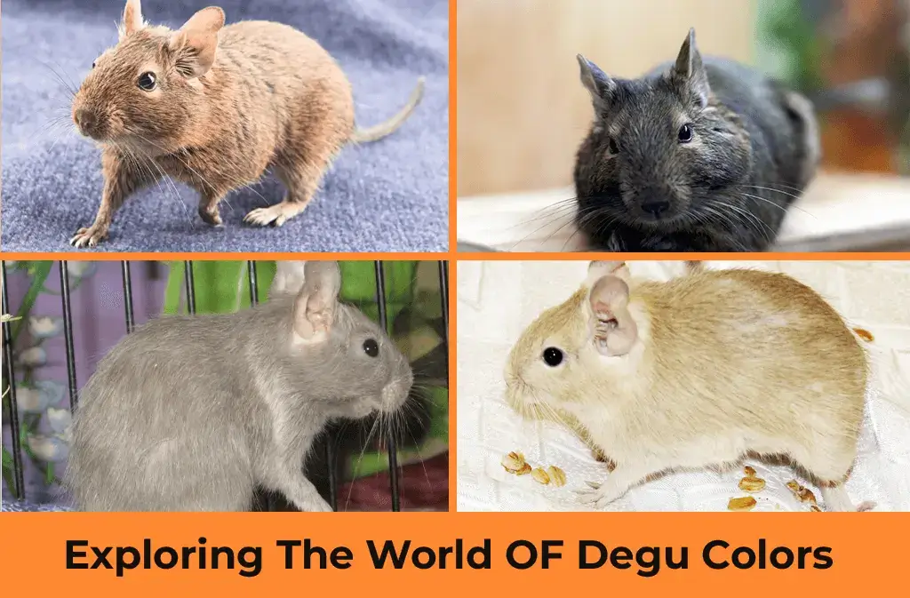 Degu Colors