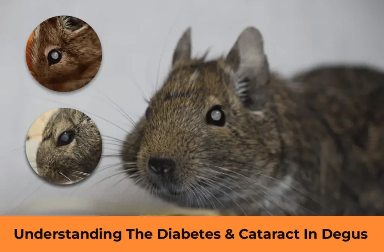 Understanding The Diabetes & Cataract In Degus