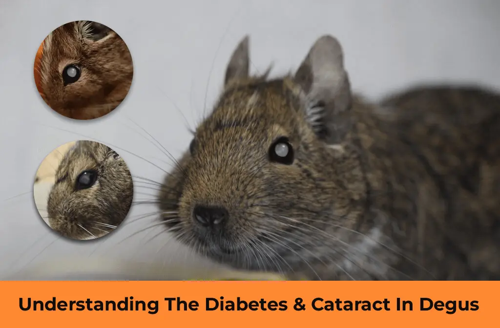 Diabetes and Cataract In Degus