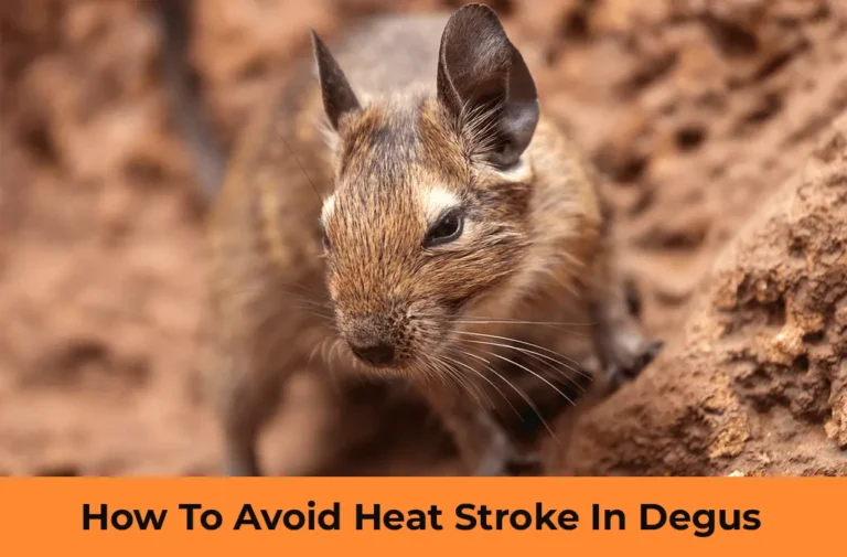 How To Avoid Heat Stroke In Degus?