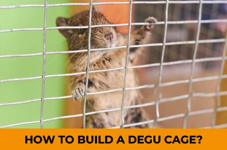 How To Build A Degu Cage