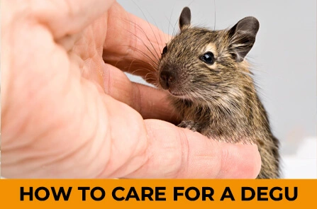 How To Care For A Degu