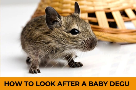 How To Look After A Baby Degu?