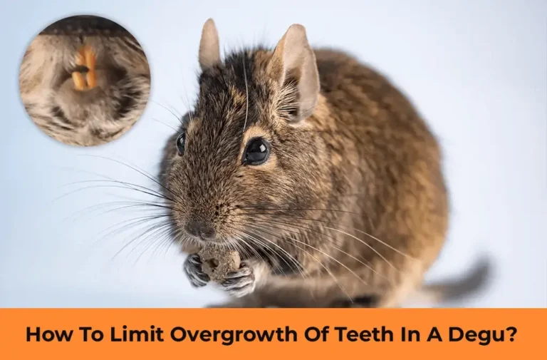 How To Limit Overgrowth Of Teeth In A Degu?